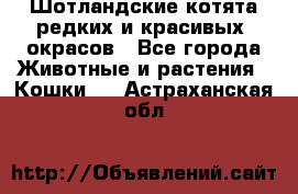 Шотландские котята редких и красивых  окрасов - Все города Животные и растения » Кошки   . Астраханская обл.